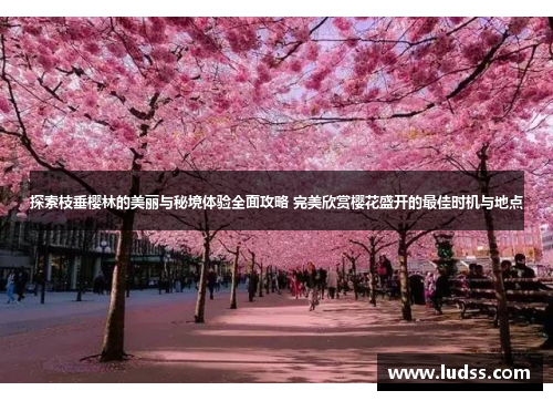 探索枝垂樱林的美丽与秘境体验全面攻略 完美欣赏樱花盛开的最佳时机与地点